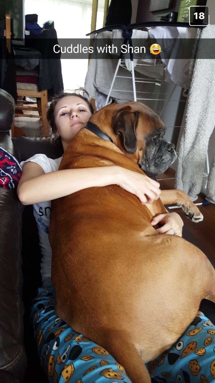 Alf Convinced He Was A Lapdog 😇