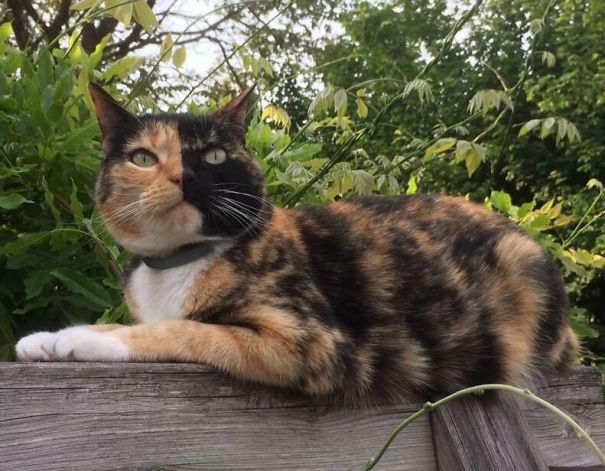 My Cat Looks And Acts Like Dr. Jekyll And Mr. Hyde