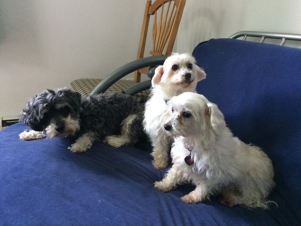 All Rescues. Me Babies: Casper, Lexie And Lilly