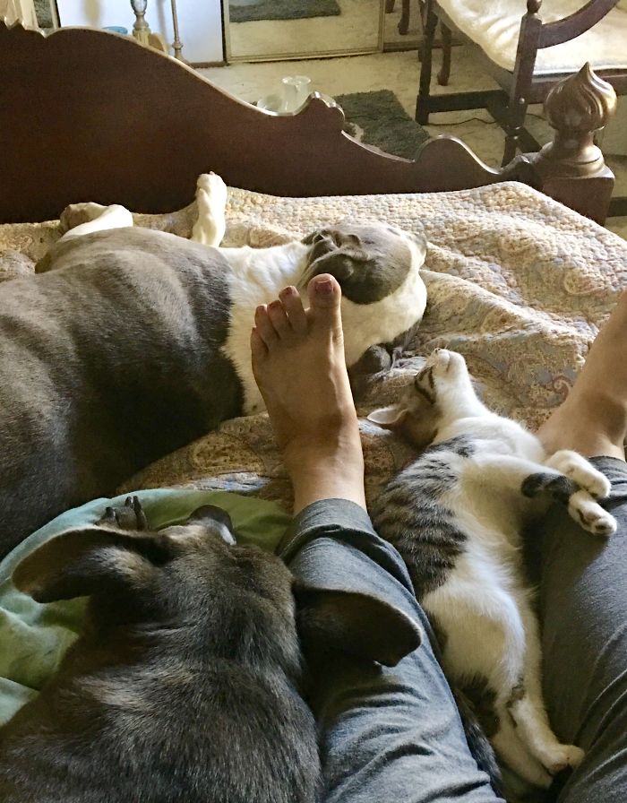 Vicious Pit Bulls Sleeping With The Kitten.