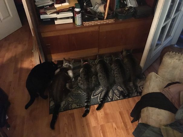 Feeding Time! Pippin, Zephyr, Trixie, Commando Charlie, Rambo & Louie