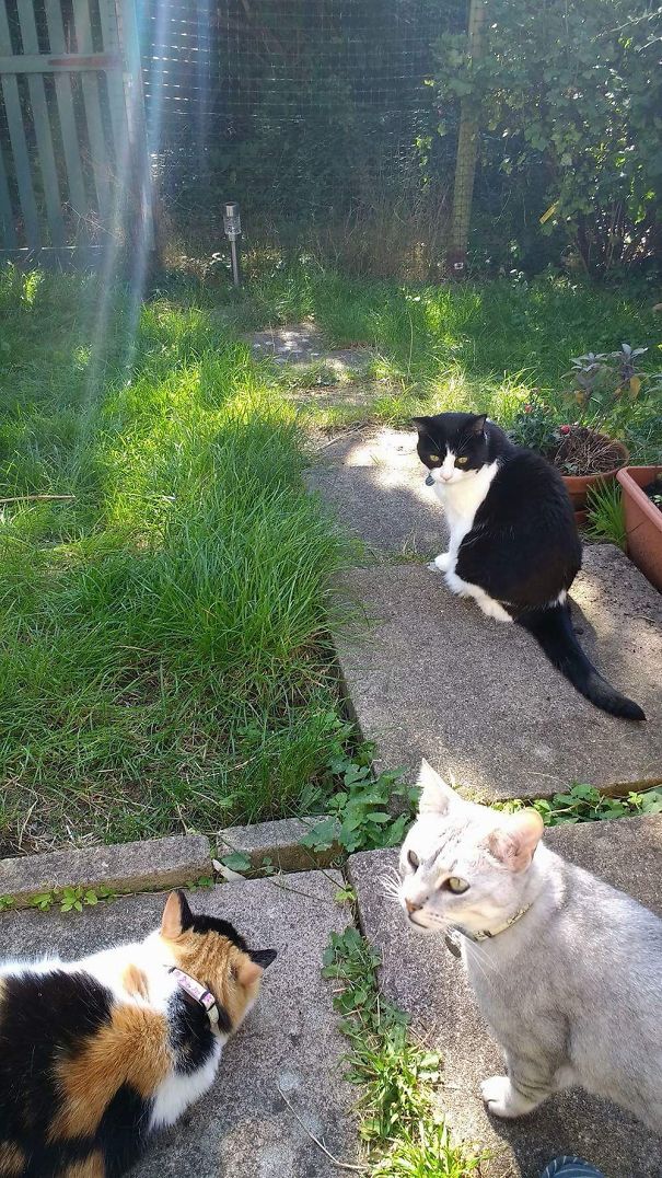 Our 3 Cats Together 😍 Also Have 2 Rabbits, 4 Guinea Pigs, Hamsters, 2 Fish Tanks And 2 Reptiles👍🏼