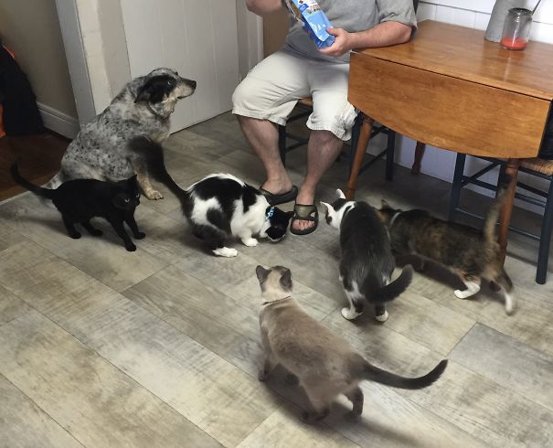 Treat Time! Four Are Missing From This Picture, An Orange Kitten, Another Dog, And Two Ducks