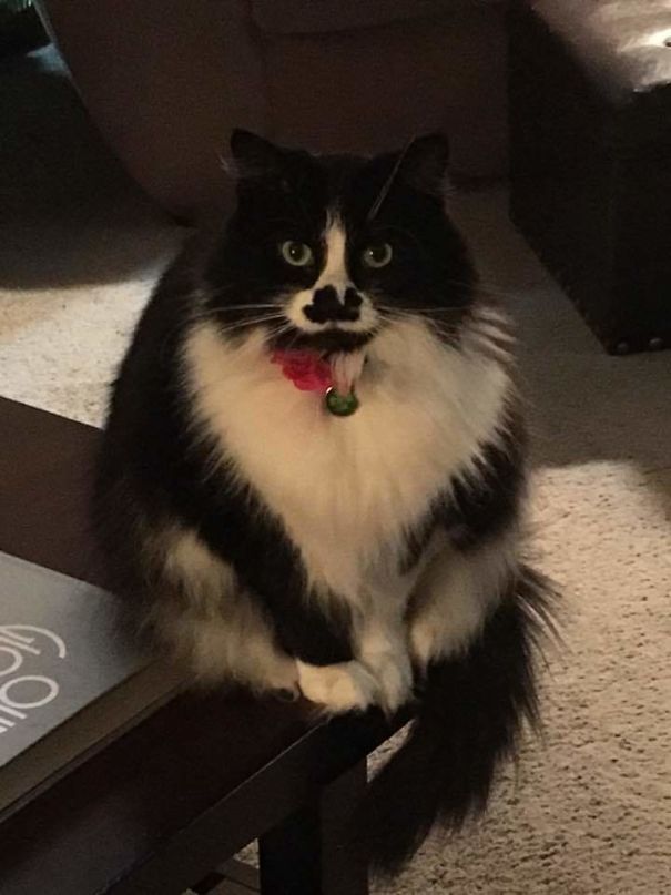 Rorschach Nose Kitty