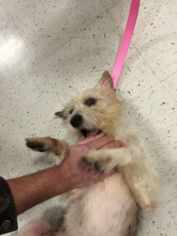 Love At First Belly Rub