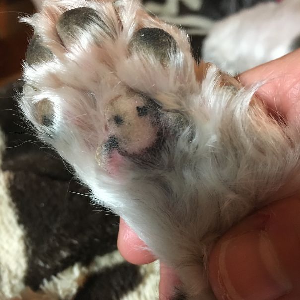 My Dog Has A Smiley Face On Her Paw.