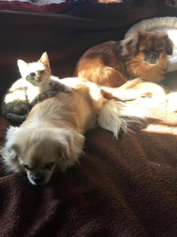 My Kitten Marie Loves Our Tibetan Spaniels Beccy And Honey