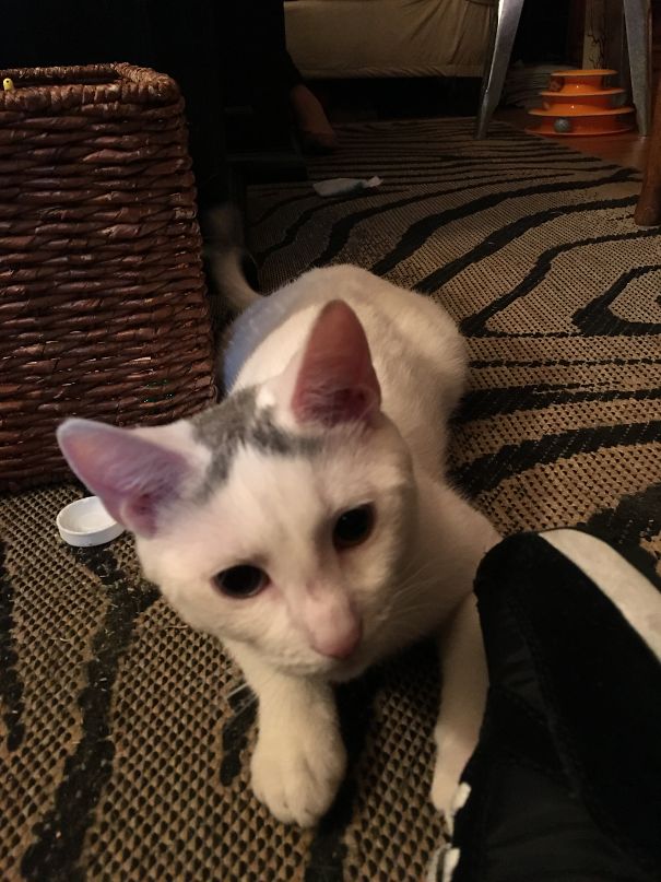 Bowie With His Toupee Can Sing In A Barbershop Quartet.