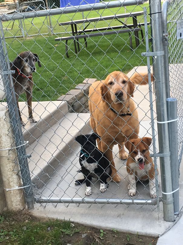 This Is What Greats Me When I Get Home!