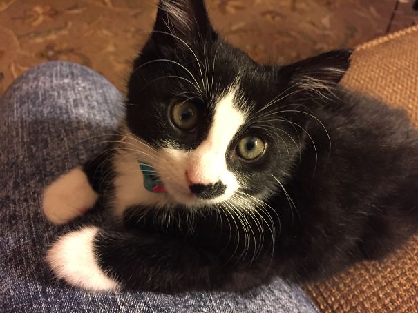Lopsided Hitler 'stache, But Some Pretty Impressive Whiskers!
