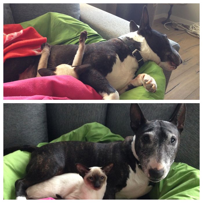 Pixel (The Siamese) And Lloyd (The Bullterrier)