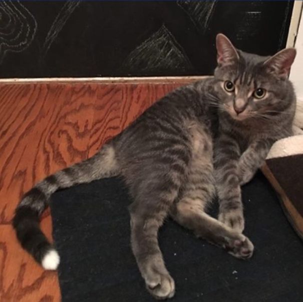 My Cat Looks Like He Dipped His Tail In White Paint