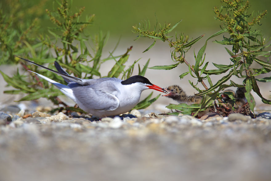 I Swam Across, Flew Over, Dived Into, And Hiked Along The Fabulous Rivers Of Croatia I Swam Across, Flew Over, Dived Into, And Hiked Along The Fabulous Rivers Of Croatia