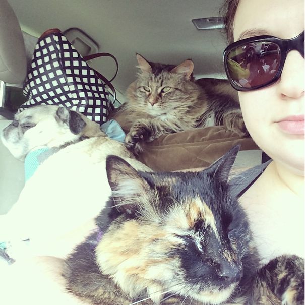 Packed Up Everything In My Car To Move Across The Country, Including New Of Course My Pug And 2 Cats.