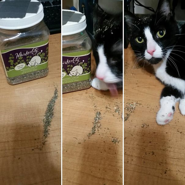 My Boy Rockit J. Cat. He Has An Unhealthy Catnip Addiction From The Teasing About His Face Wang