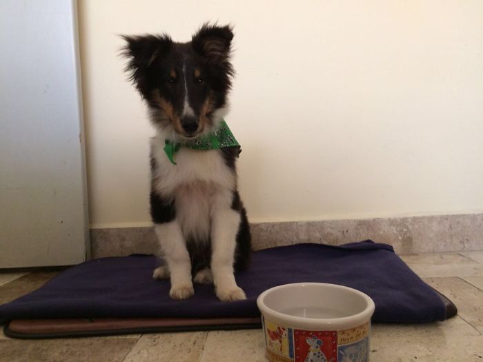 Little Sirius First Day At Home