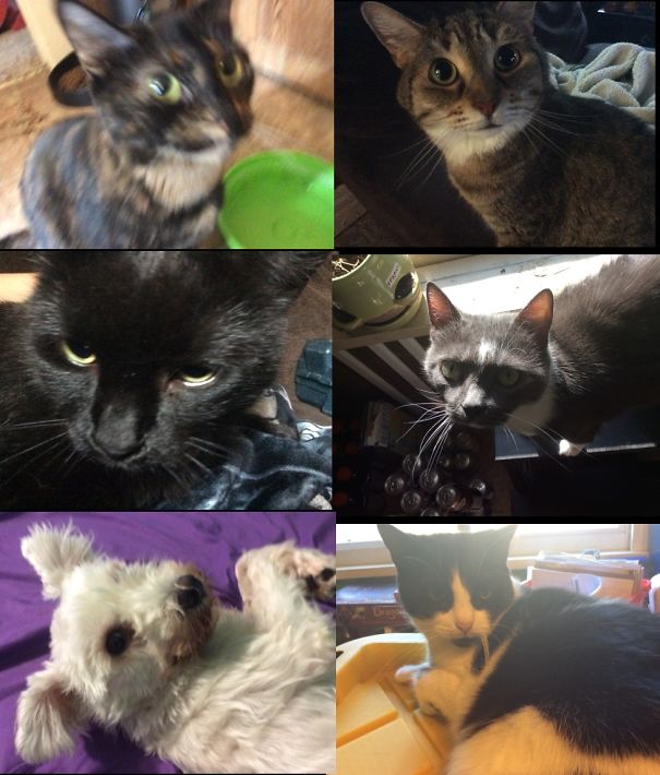 #15 Finnaly Got A Photo Of My Cats And Dog Not Fighting!