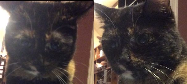 #136 My Cat, Olivia Has One Little White Spot. She's My Little Murder Kitty ❤️