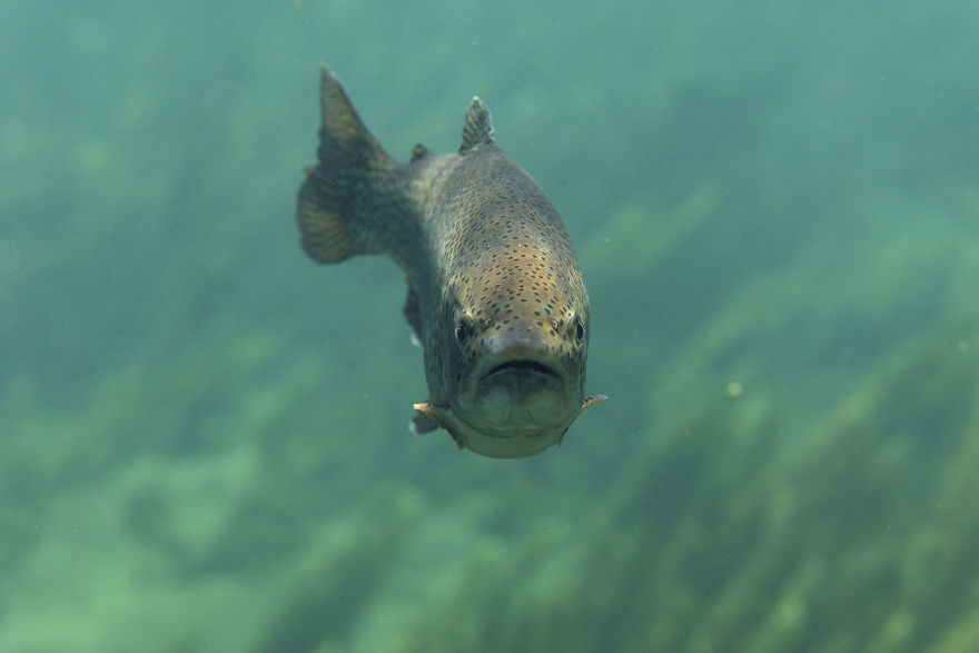 I Swam Across, Flew Over, Dived Into, And Hiked Along The Fabulous Rivers Of Croatia I Swam Across, Flew Over, Dived Into, And Hiked Along The Fabulous Rivers Of Croatia