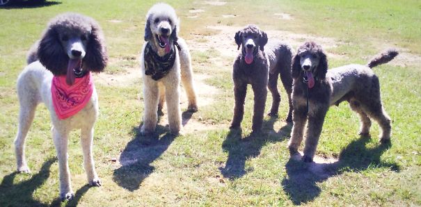 My Two Dogs On The Left Biata And Ivar, Female And Male From Left To Right. And My Dad's Two Dogs Jeb And Porsche On The Right, Male And Female From Left To Right.