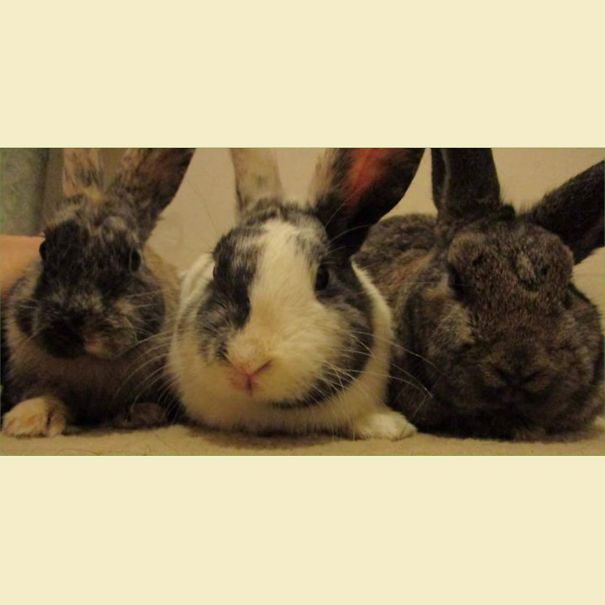 The Only Time The 3 Of Them Have Stood Still Long Enough To Be Able To Get A Picture.