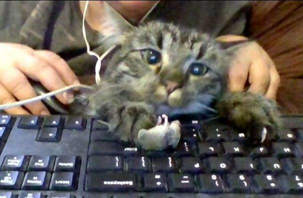 Izzy Not Only Brings Us Such Treasures As Mice And Cicadas, But She Has Tried To Teach Both My Toddler And Myself To Hunt By Throwing Them At Us. This One Bounced Off My Face And Landed On My Keyboard. She Did Not Understand Why I Was Yelling.