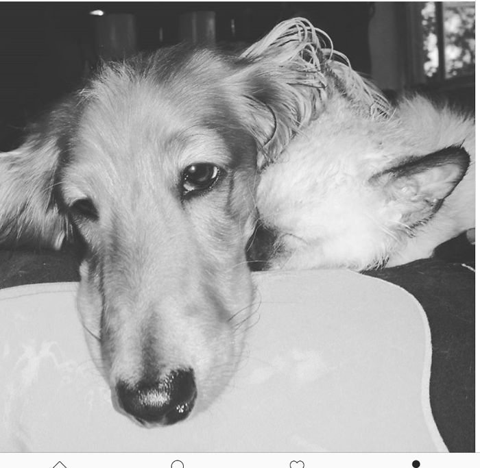 Jayne Cobb And His Little Tam Less Than 24 Hours After Kitten's Arival