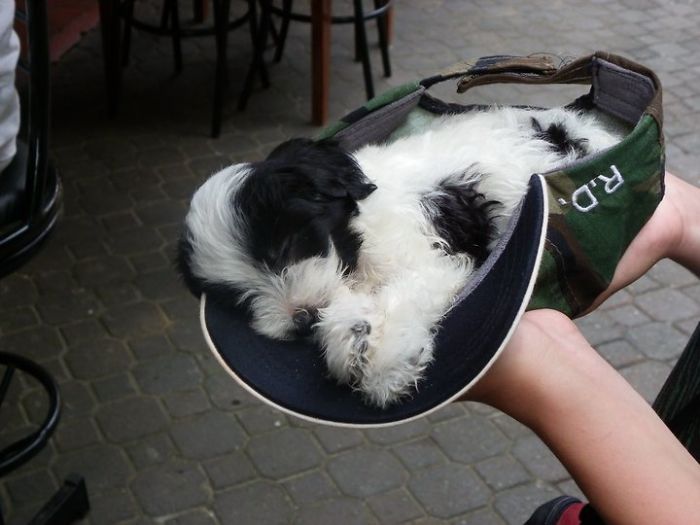 Joey..from The Dominican Republic. He Is Now Seven Years Old And We Love Him So Much!