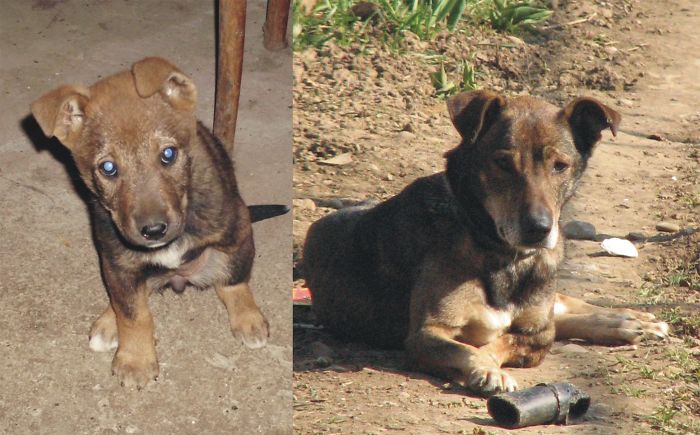 Our 3-Legged Doggie On The Day We Took Her Home And Today, 8 Years Later.