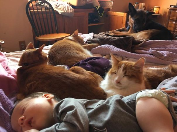 This Isn't Even All Of My Animals....missing One Dog, One Cat, And One Pig.