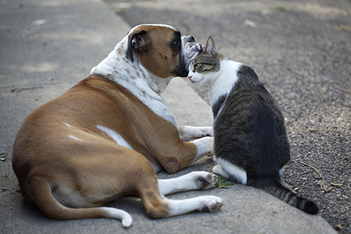 Leon The Boxer-bulldog Gives Eddie The Cat A Bath.