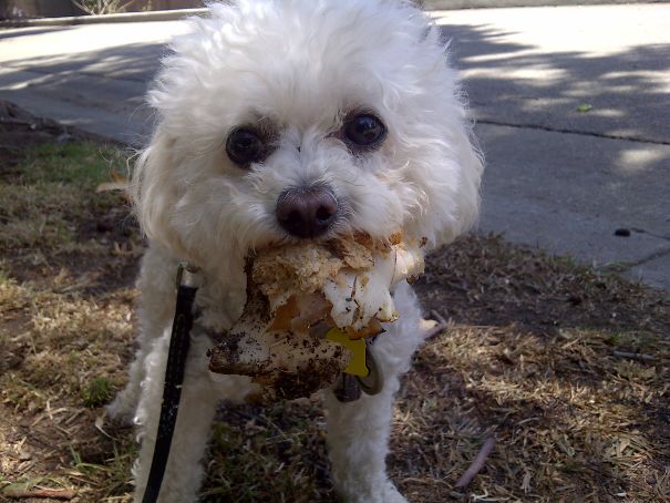 Beau Brings Breakfast