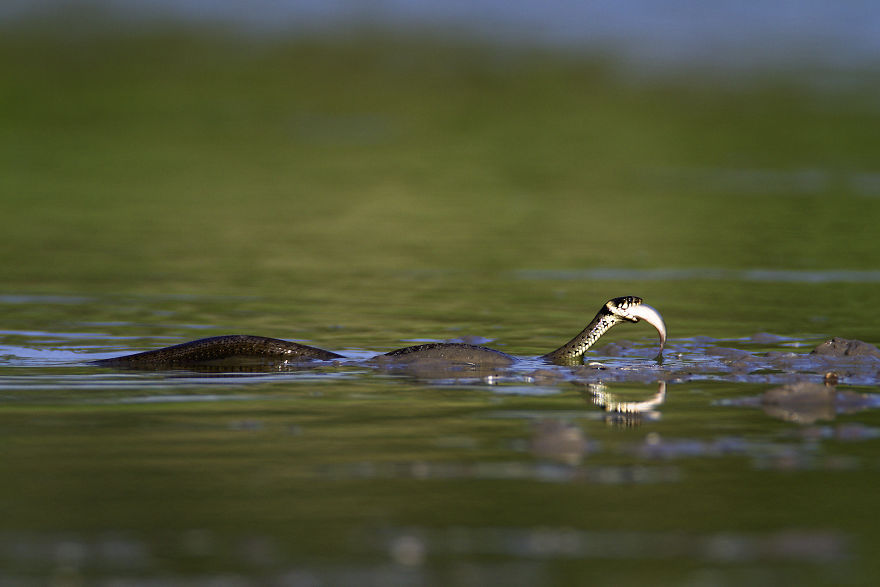 I Swam Across, Flew Over, Dived Into, And Hiked Along The Fabulous Rivers Of Croatia I Swam Across, Flew Over, Dived Into, And Hiked Along The Fabulous Rivers Of Croatia