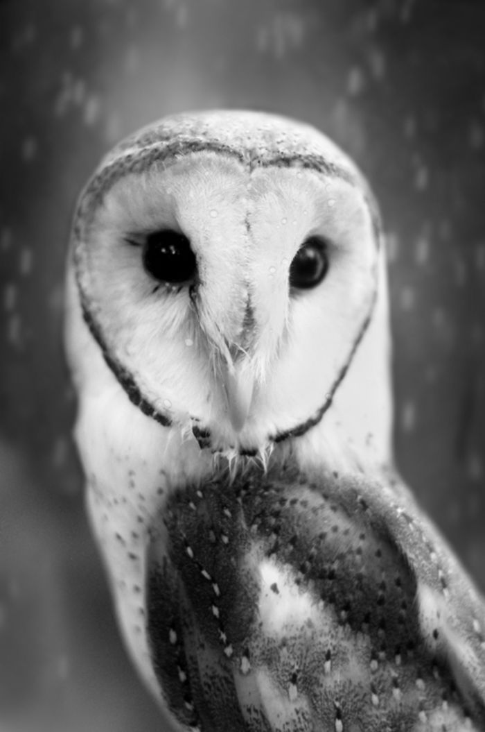 Ethereal Barn Owl