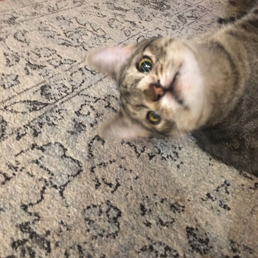 Meet The Cat With An Extra Chromosome Put On Death Row Because She Looked A Little Different Meet The Cat With An Extra Chromosome Put On Death Row Because She Looked A Little Different