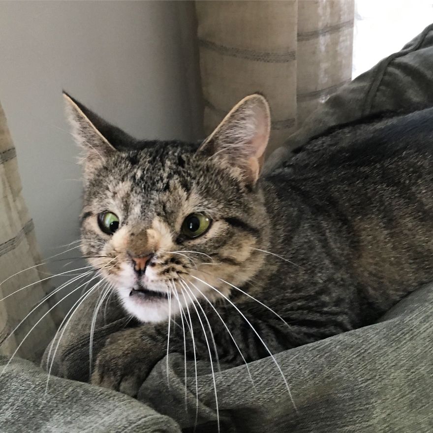 Meet The Cat With An Extra Chromosome Put On Death Row Because She Looked A Little Different