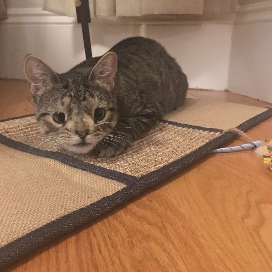 Meet The Cat With An Extra Chromosome Put On Death Row Because She Looked A Little Different Meet The Cat With An Extra Chromosome Put On Death Row Because She Looked A Little Different