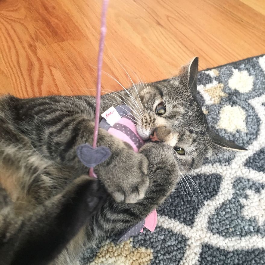 Meet The Cat With An Extra Chromosome Put On Death Row Because She Looked A Little Different Meet The Cat With An Extra Chromosome Put On Death Row Because She Looked A Little Different