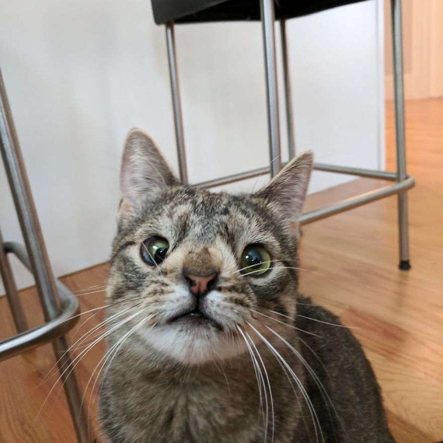 Meet The Cat With An Extra Chromosome Put On Death Row Because She Looked A Little Different