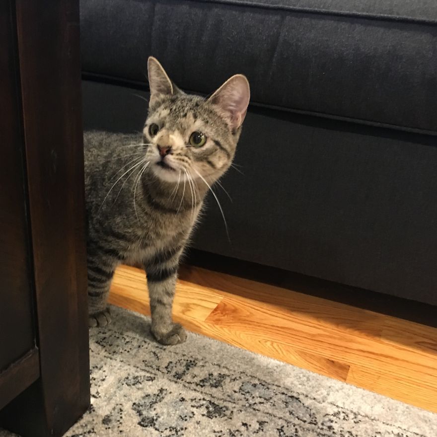 Meet The Cat With An Extra Chromosome Put On Death Row Because She Looked A Little Different Meet The Cat With An Extra Chromosome Put On Death Row Because She Looked A Little Different