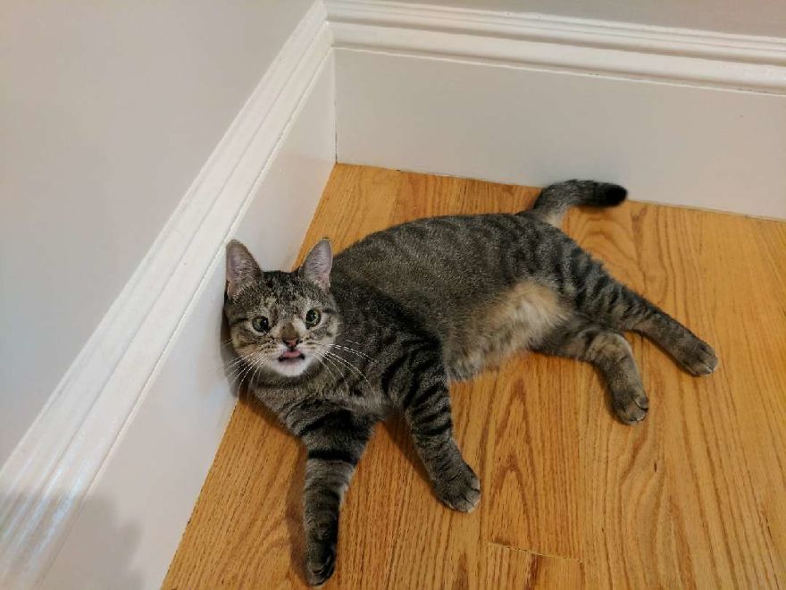 Meet The Cat With An Extra Chromosome Put On Death Row Because She Looked A Little Different Meet The Cat With An Extra Chromosome Put On Death Row Because She Looked A Little Different