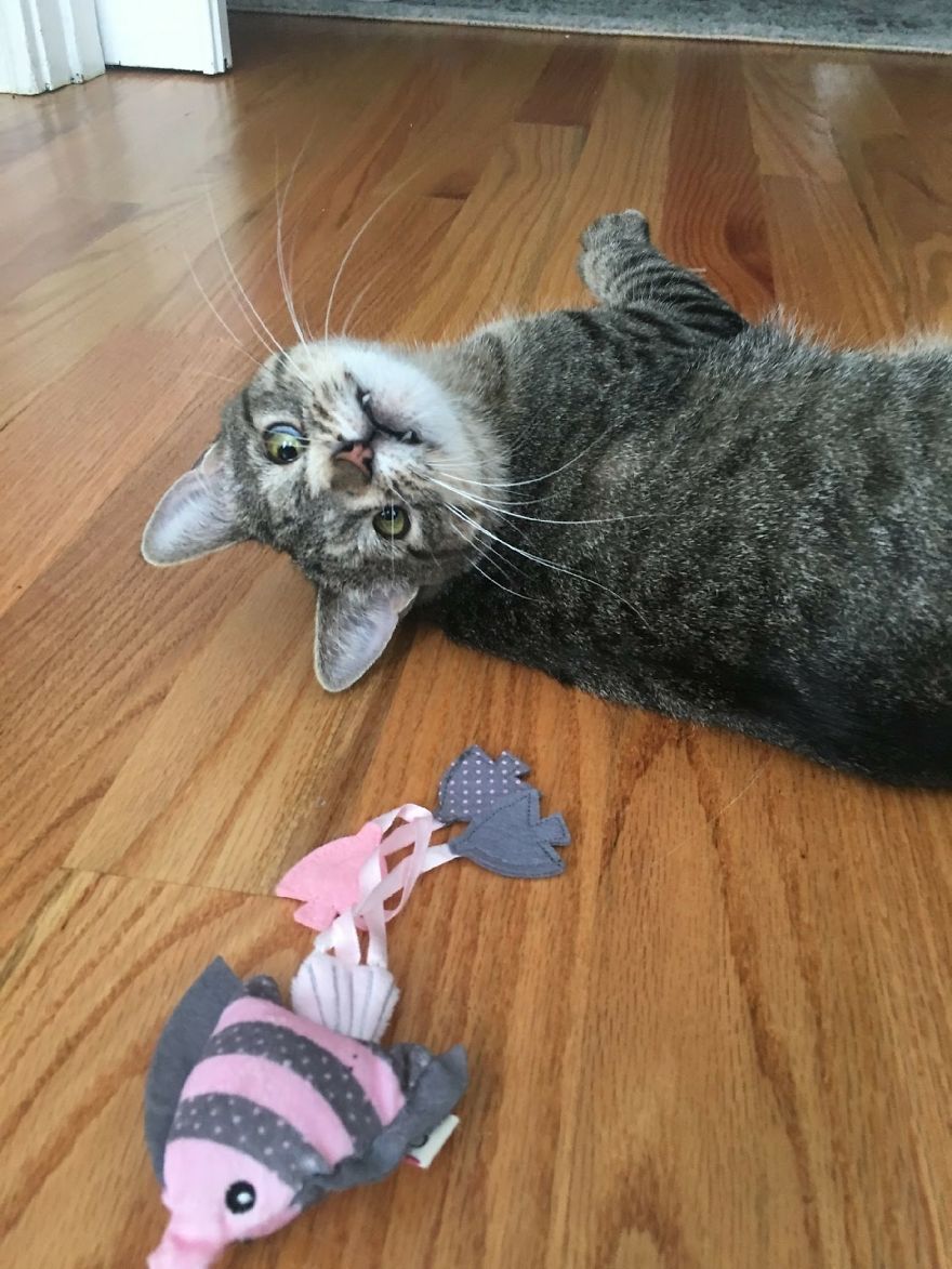 Meet The Cat With An Extra Chromosome Put On Death Row Because She Looked A Little Different Meet The Cat With An Extra Chromosome Put On Death Row Because She Looked A Little Different