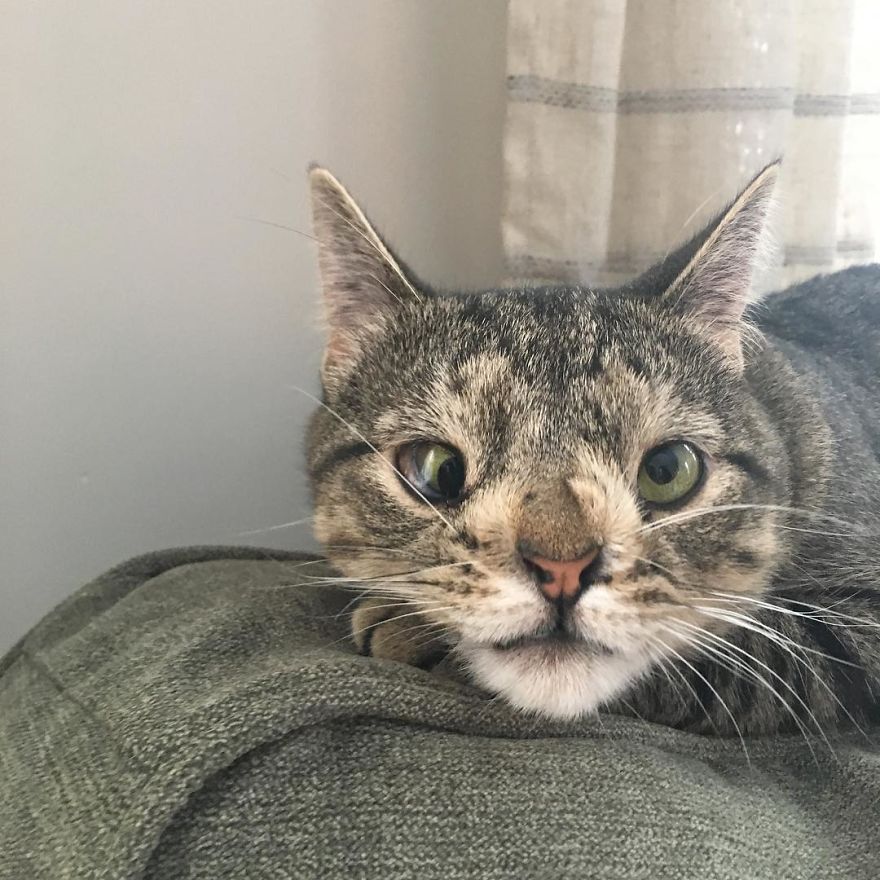 Meet The Cat With An Extra Chromosome Put On Death Row Because She Looked A Little Different Meet The Cat With An Extra Chromosome Put On Death Row Because She Looked A Little Different