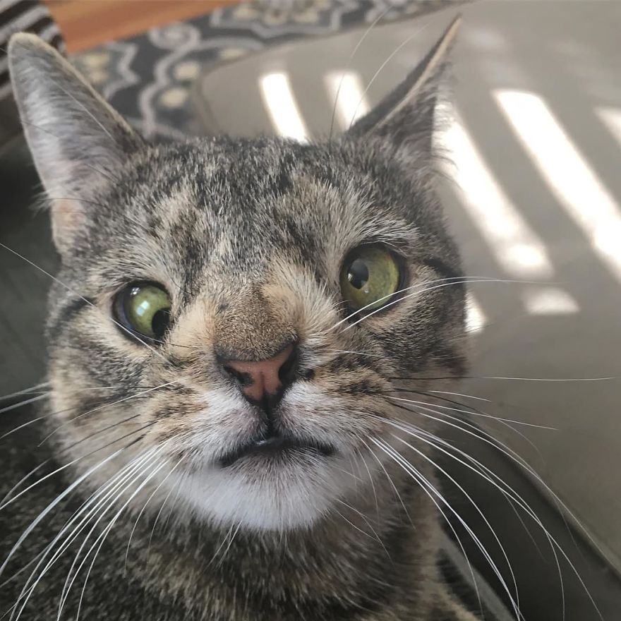 Meet The Cat With An Extra Chromosome Put On Death Row Because She Looked A Little Different Meet The Cat With An Extra Chromosome Put On Death Row Because She Looked A Little Different