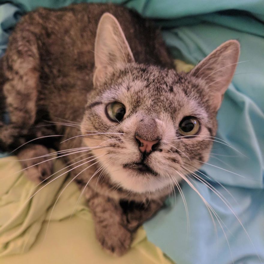 Meet The Cat With An Extra Chromosome Put On Death Row Because She Looked A Little Different Meet The Cat With An Extra Chromosome Put On Death Row Because She Looked A Little Different