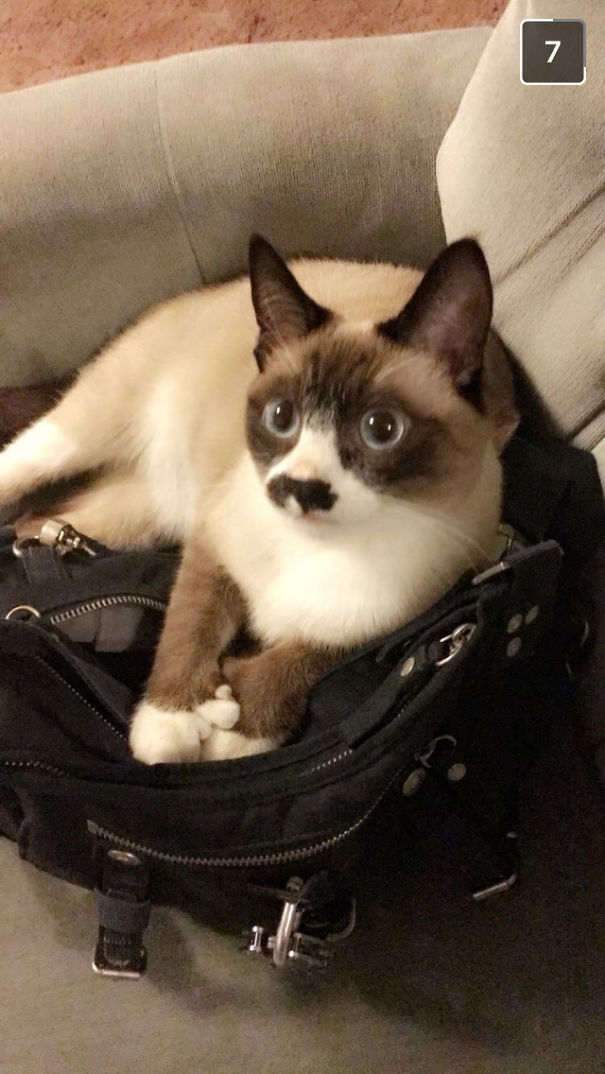 This Is Minou. She Has A Great Mustache