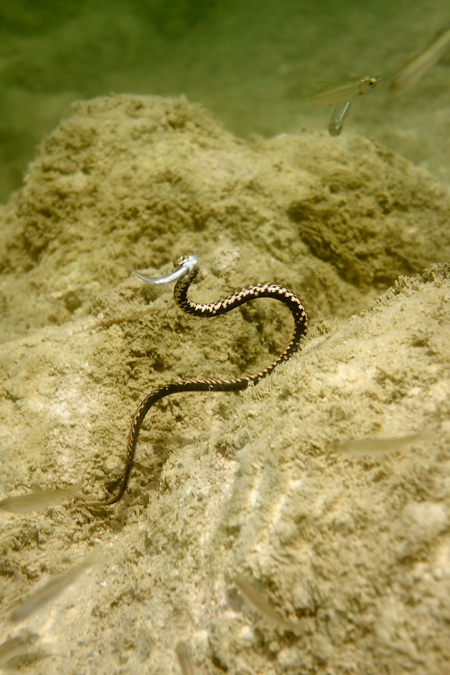 I Swam Across, Flew Over, Dived Into, And Hiked Along The Fabulous Rivers Of Croatia I Swam Across, Flew Over, Dived Into, And Hiked Along The Fabulous Rivers Of Croatia