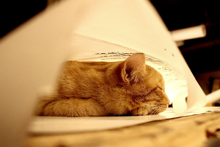 Helpful Paws In My Workshop #1