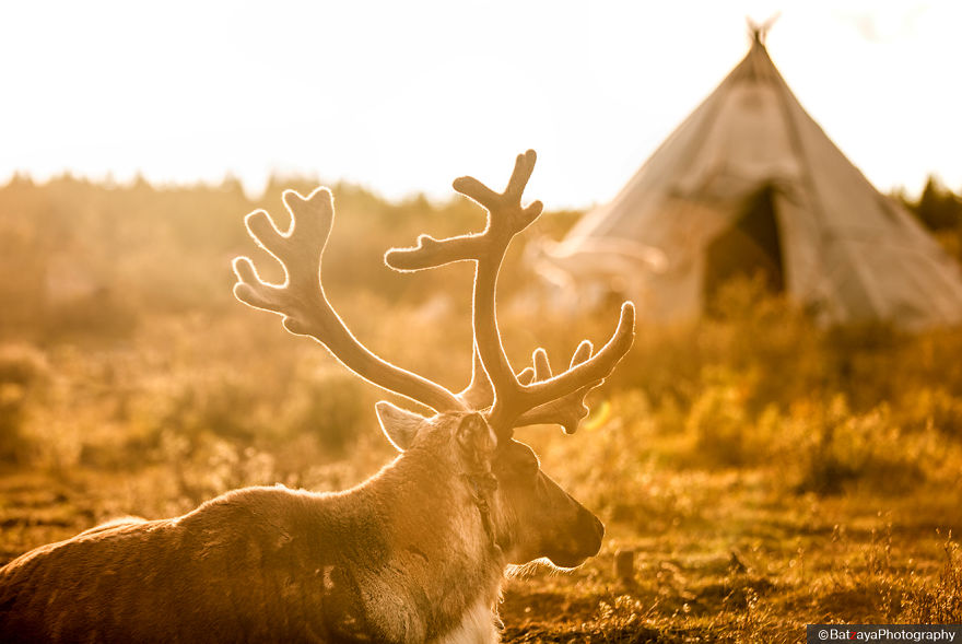 I Took Photos Of Adorable Kids With Their Reindeer In The Remote Taiga Mountains Of Mongolia