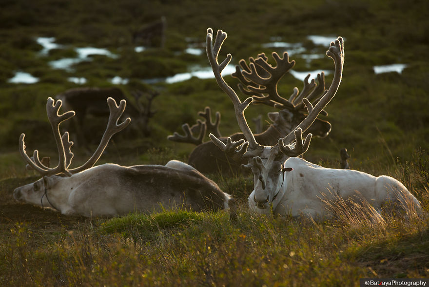I Took Photos Of Adorable Kids With Their Reindeer In The Remote Taiga Mountains Of Mongolia